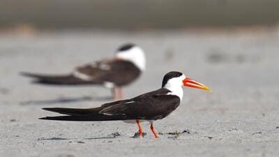 The Indian skimmer is found in the coastal estuaries of western and eastern India. The Indian skimmer is found in the coastal estuaries of western and eastern India.