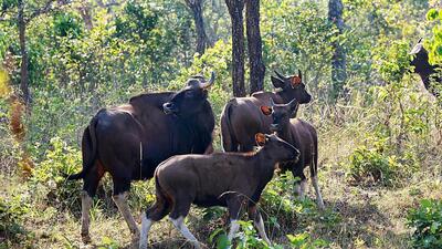 The amendment bill sought to rationalise the schedules, and has created only two main levels of protection for animals (PTI)