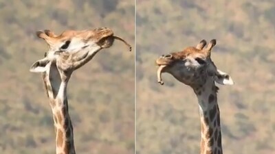 The image, taken from the viral Twitter video, shows a giraffe chewing a bone. (Twitter/@susantananda3) The image, taken from the viral Twitter video, shows a giraffe chewing a bone. (Twitter/@susantananda3)