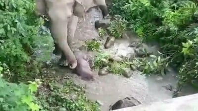 The image shows a mother elephant carrying her dead baby. (Twitter/@NANDANPRATIM)