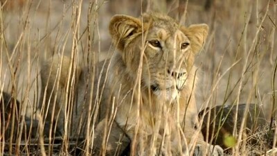 58 control rooms were set up to receive emergency SOS messages for wild animals. (File) 58 control rooms were set up to receive emergency SOS messages for wild animals. (File)