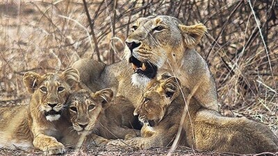 Gir’s lions (Representative Image) Gir’s lions (Representative Image)