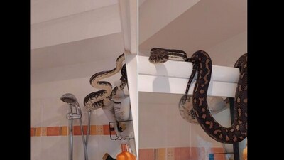 Snake on shower head. (Facebook) Snake on shower head. (Facebook)