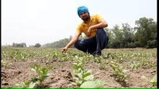 Farmers who had sown maize after the announcement of the CM that it would be procured at MSP were in dire straits: SAD (HT File Photo)