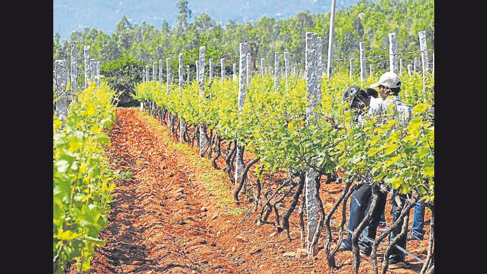 India’s wine industry is concentrated in Maharashtra (above) and Karnataka, with the former boasting better storage facilities and greater variety. (Mint Archives)