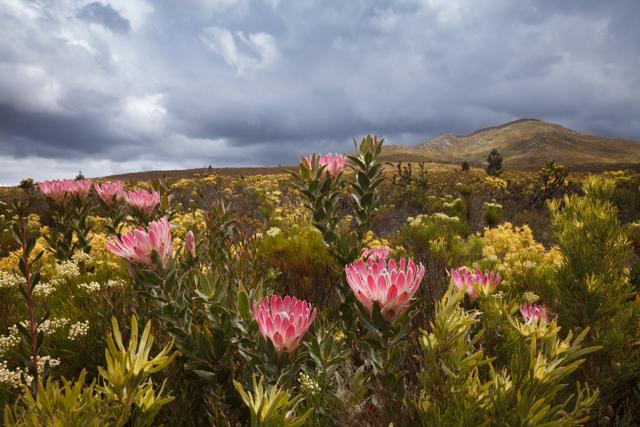 A field of proteas in South Africa. (Shutterstock) A field of proteas in South Africa. (Shutterstock)