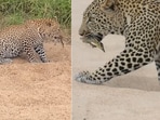 The image shows the leopard with the bird that pretended to be dead. The image shows the leopard with the bird that pretended to be dead.