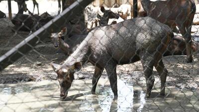 ASambhar deer drinks water from a pond during a hot summer day at Patna zoo. (Santosh Kumar/HT) ASambhar deer drinks water from a pond during a hot summer day at Patna zoo. (Santosh Kumar/HT)