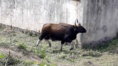 According to the data, there were at least 13 Indian Gaurs RESQ missions undertaken in the last 2.5 years by the forest department with the help of the RESQ charitable trust. (HT FILE PHOTO)