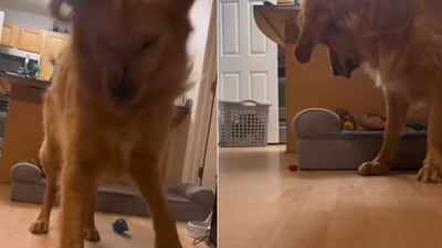 The image shows a dog looking at a cherry tomato. (Instagram/@goose_the_golden21)