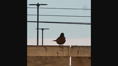 Viral optical illusion: Which way is the bird facing? (Reddit/@Money_Warthog_1583)