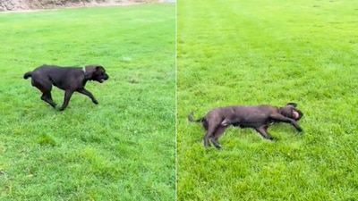 The image shows the happy dog who caught a ball. (Reddit/@bag-o-frogs) The image shows the happy dog who caught a ball. (Reddit/@bag-o-frogs)