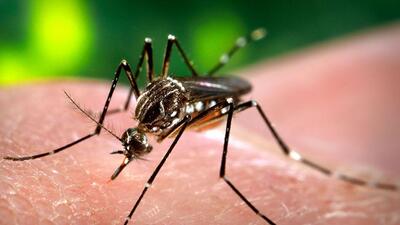 Staff have been asked to strengthen disease surveillance and reporting. (REPRESENTATIVE PHOTO) Staff have been asked to strengthen disease surveillance and reporting. (REPRESENTATIVE PHOTO)