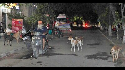 Stray dogs at Ludhiana civil hospital pose risk to patients Stray dogs at Ludhiana civil hospital pose risk to patients