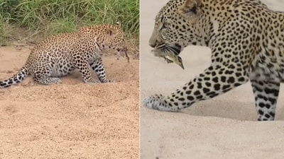 The image shows the leopard with the bird that pretended to be dead. (YouTube/@Latest Sightings)