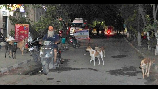 Stray dogs at Ludhiana civil hospital pose risk to patients