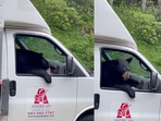 Bear climbs into a truck.