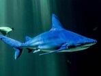 Describing the incident, series producer Huw Cordey said that “it was like something out of Jaws" (Representational photo by PHILIPPE HUGUEN / AFP)