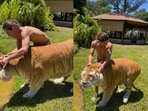 Man scratches tiger's ears. Man scratches tiger's ears.