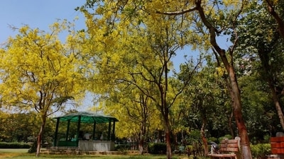As winter turns to summer, the beautiful Amaltas or Laburnum breaks into bloom, its golden shower of yellow flowers literally taking one’s breath away. (Shivam Saxena/HT photo) As winter turns to summer, the beautiful Amaltas or Laburnum breaks into bloom, its golden shower of yellow flowers literally taking one’s breath away. (Shivam Saxena/HT photo)