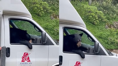 Bear climbs into a truck. (Facebook/@American Plate Glass ) Bear climbs into a truck. (Facebook/@American Plate Glass )