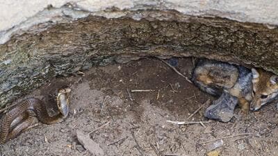 Cobra and jackal in the Rajuri well. (PHOTO: WILDLIFE SOS)