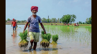 In Punjab, the premium grain PUSA 1121 is grown over 12 lakh acres while in Haryana, it is grown over 13 lakh acres. (PTI) In Punjab, the premium grain PUSA 1121 is grown over 12 lakh acres while in Haryana, it is grown over 13 lakh acres. (PTI)