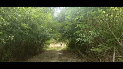 Miyawaki forest in Lucknow. (Sourced)