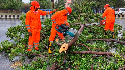 NDRF personnel clear trees uprooted following the landfall of cyclone Biparjoy in Gujarat's Gandhidham. (PTI) NDRF personnel clear trees uprooted following the landfall of cyclone Biparjoy in Gujarat's Gandhidham. (PTI)