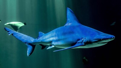 Describing the incident, series producer Huw Cordey said that “it was like something out of Jaws" (Representational photo by PHILIPPE HUGUEN / AFP) (AFP) Describing the incident, series producer Huw Cordey said that “it was like something out of Jaws" (Representational photo by PHILIPPE HUGUEN / AFP) (AFP)