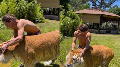 Man scratches tiger's ears. (Instagram/@Kody Antle) Man scratches tiger's ears. (Instagram/@Kody Antle)