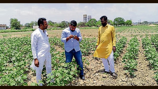 Farmers survey their cotton fields for presence of pink bollworm in Abohar. (HT Photo)