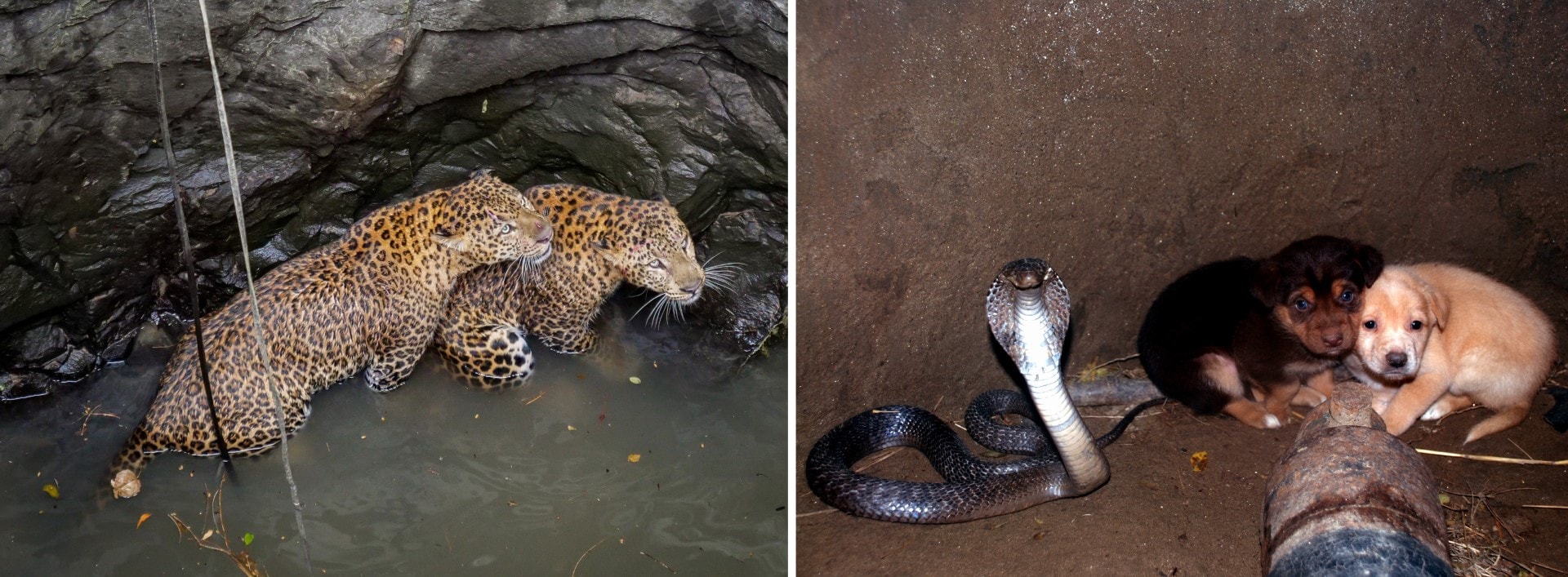 Male leopards in the Bhatkalwadi well and (right) cobra and pups in Jaffarpur well. (PHOTOS: WILDLIFE SOS and NIKHIL SANGER)