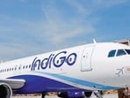 Indigo Indigo