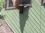 A bear trying to escape from second-floor window, in Colorado. 
