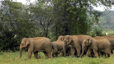 Forest officals have built an underpass for elephants. (HT File Photo)