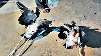 NGO Eco Rescue Daund said at least 10 incidents have been reported in Indapur since last year wherein more than 100 local and migratory birds have been adversely impacted due to human intervention. (HT) NGO Eco Rescue Daund said at least 10 incidents have been reported in Indapur since last year wherein more than 100 local and migratory birds have been adversely impacted due to human intervention. (HT)