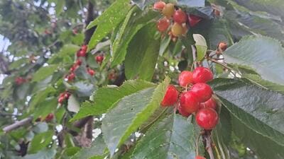 Unfavourable weather conditions in the February-March period had resulted in the crop for nearly all stone fruits in Himachal. (Deepak Sansta/HT) Unfavourable weather conditions in the February-March period had resulted in the crop for nearly all stone fruits in Himachal. (Deepak Sansta/HT)