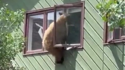 A bear trying to escape from second-floor window, in Colorado. (WNEM TV5 News screenshot/twitter) A bear trying to escape from second-floor window, in Colorado. (WNEM TV5 News screenshot/twitter)