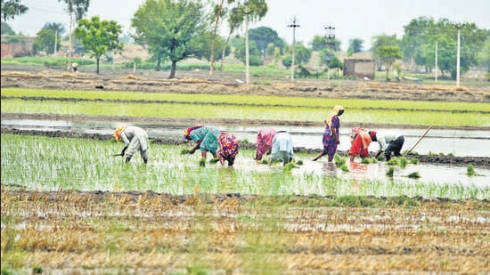 Karnataka Aam Aadmi Party (AAP) offered help to the Congress party amid FCI denied to provide rice to the state for its Anna Bhagya scheme. (HT archives)
