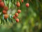 5_Beauty_Benefits_Of_Eating_Litchis