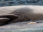 A recent monitoring report by Iceland's Food and Veterinary Authority on the fin whale hunt found that the killing of the animals took too long based on the main objectives of the Animal Welfare Act.