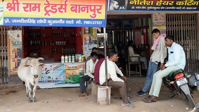 A cow takes shelter in the shade outside a shop along with people on a hot summer afternoon in Lalitpur district, UP. Authorities issued a warning to residents over 60 and others with ailments to stay indoors during the daytime. “We have been issuing heat wave warnings for the past few days,” said Atul Kumar Singh, a scientist with the India Meteorological Department. Despite the warnings, government officials did not ask people to brace for the heat until June 19, when the death toll began to increase, as reported by AP. (Rajesh Kumar Singh / AP) A cow takes shelter in the shade outside a shop along with people on a hot summer afternoon in Lalitpur district, UP. Authorities issued a warning to residents over 60 and others with ailments to stay indoors during the daytime. “We have been issuing heat wave warnings for the past few days,” said Atul Kumar Singh, a scientist with the India Meteorological Department. Despite the warnings, government officials did not ask people to brace for the heat until June 19, when the death toll began to increase, as reported by AP. (Rajesh Kumar Singh / AP)