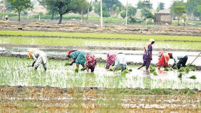 A team led by additional chief secretary is set to leave for Punjab to work out the details of the rice deal. (HT archives) A team led by additional chief secretary is set to leave for Punjab to work out the details of the rice deal. (HT archives)