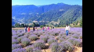 About 2,500 farmers in Bhaderwah have given up conventional farming of growing maize to embrace profitable lavender cultivation. (HT Photo)