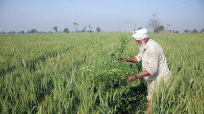 Food and fertiliser subsidies accounted for about an eighth of India’s budget worth nearly  ₹39 lakh crore (2022-23). India, the world’s third-largest fertilizer buyer, relies on imports to meet domestic demand. (Raminder Pal Singh)