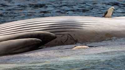 A recent monitoring report by Iceland's Food and Veterinary Authority on the fin whale hunt found that the killing of the animals took too long based on the main objectives of the Animal Welfare Act. (Reuters)
