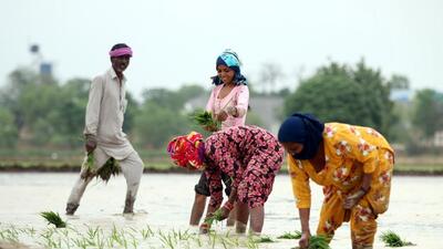 The government is looking to expand risk coverage under the ₹13,625-crore Pradhan Mantri Fasal Bima Yojana to 70 million farmers (HT photo) The government is looking to expand risk coverage under the ₹13,625-crore Pradhan Mantri Fasal Bima Yojana to 70 million farmers (HT photo)