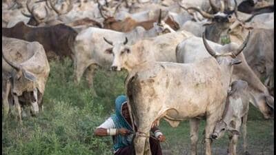 The subsidy will be offered on purchase of Sahiwal, Gyr and Tharparkar breed of cows in the units of two, four, 15 and 20 cows. (Bloomberg) The subsidy will be offered on purchase of Sahiwal, Gyr and Tharparkar breed of cows in the units of two, four, 15 and 20 cows. (Bloomberg)