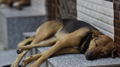 To solve the issues of street dogs in Delhi, MCD will ensure that NGOs do not face any problems, said Oberoi. (HT Archive) To solve the issues of street dogs in Delhi, MCD will ensure that NGOs do not face any problems, said Oberoi. (HT Archive)